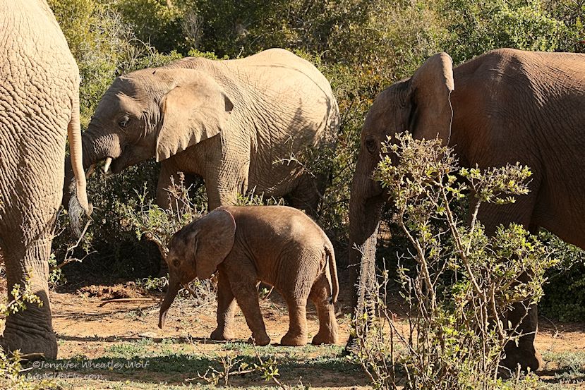 jennifer-wheatley-wolf-photo-elephants-south-africa